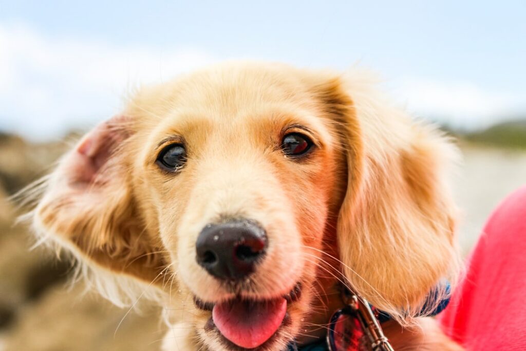Discover Comprehensive Puppy Supplies with Our Expert Guidance